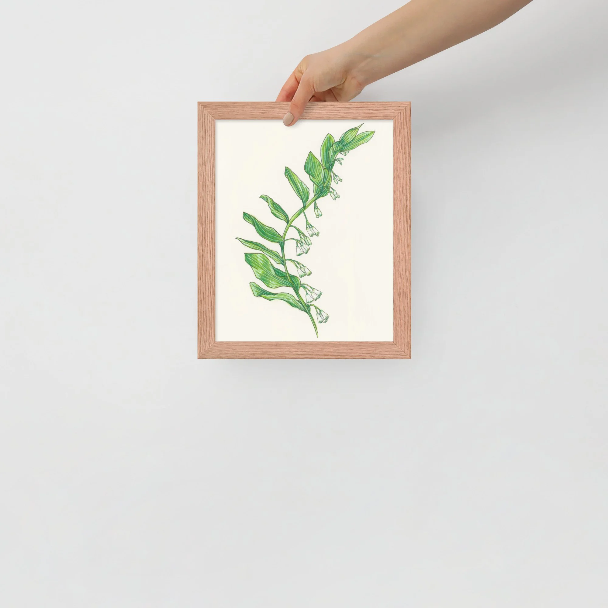 Solomon's Seal Framed Print