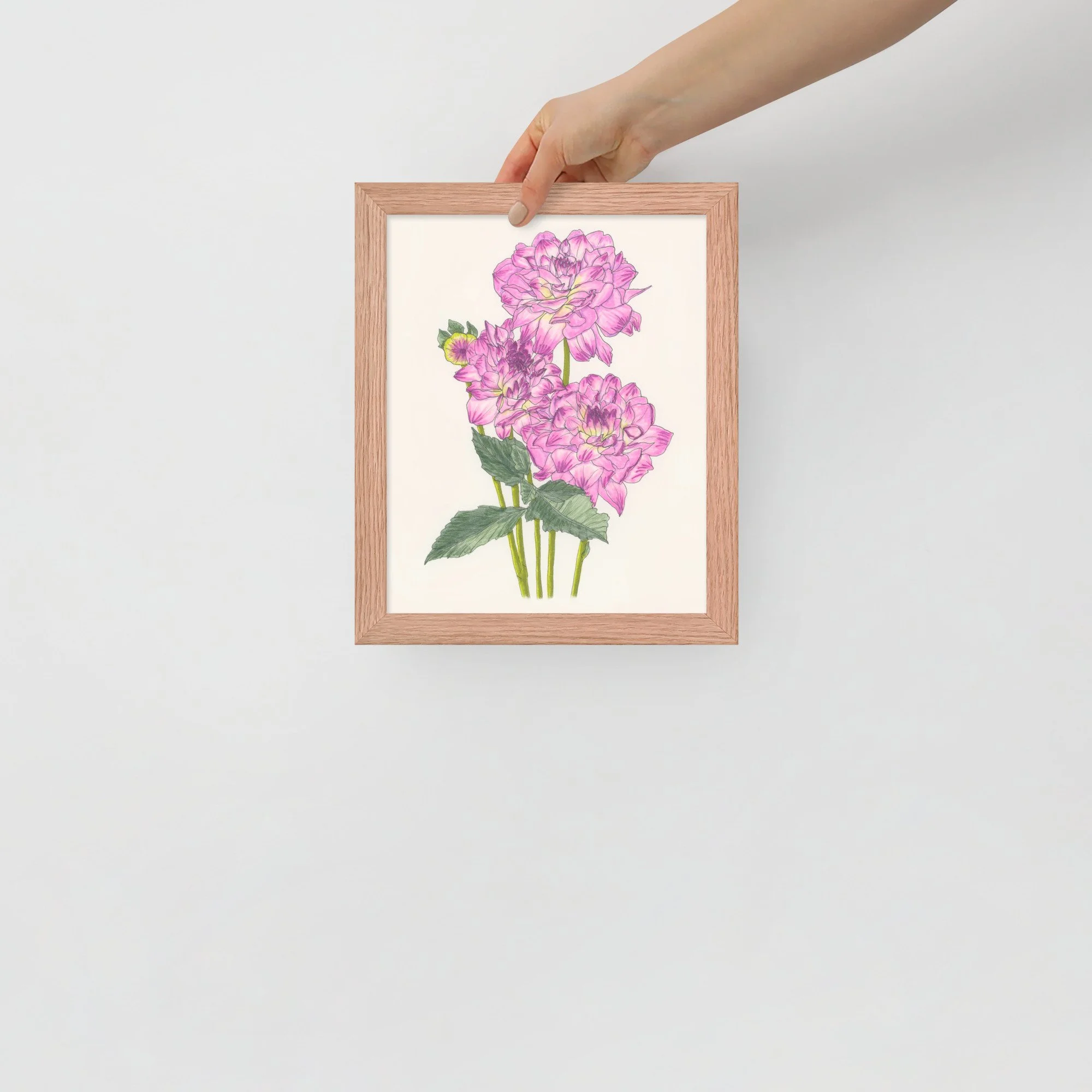Dahlia Framed Print