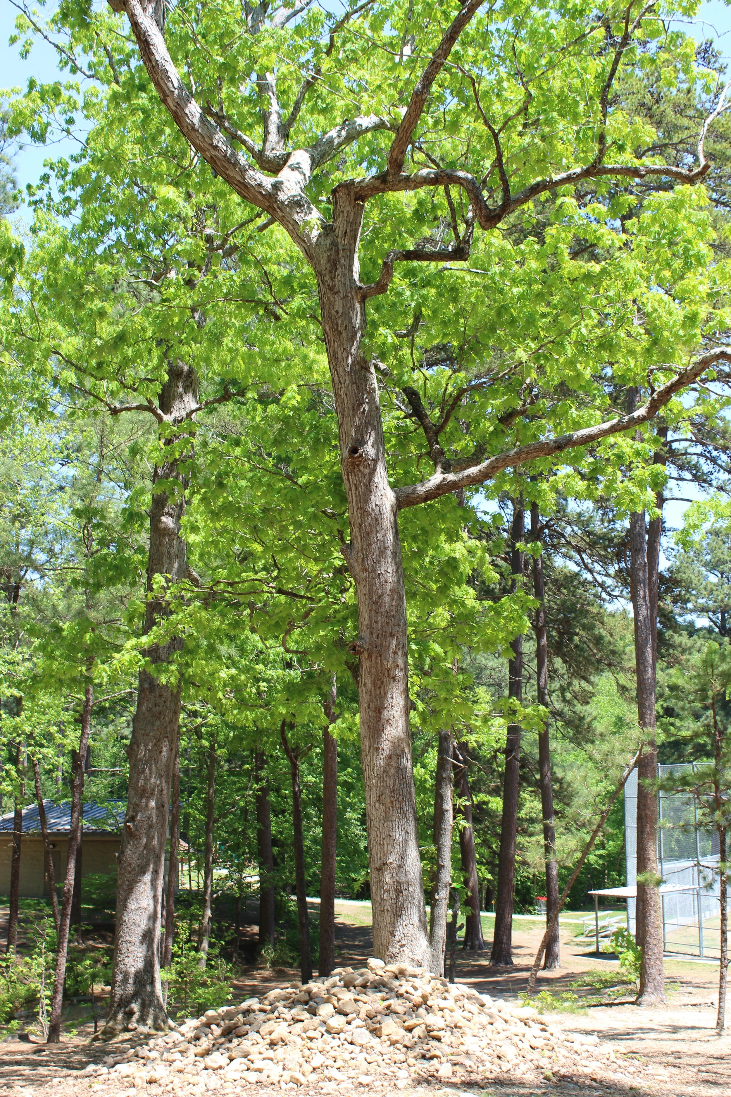 Kentwood Park Disc Golf Course