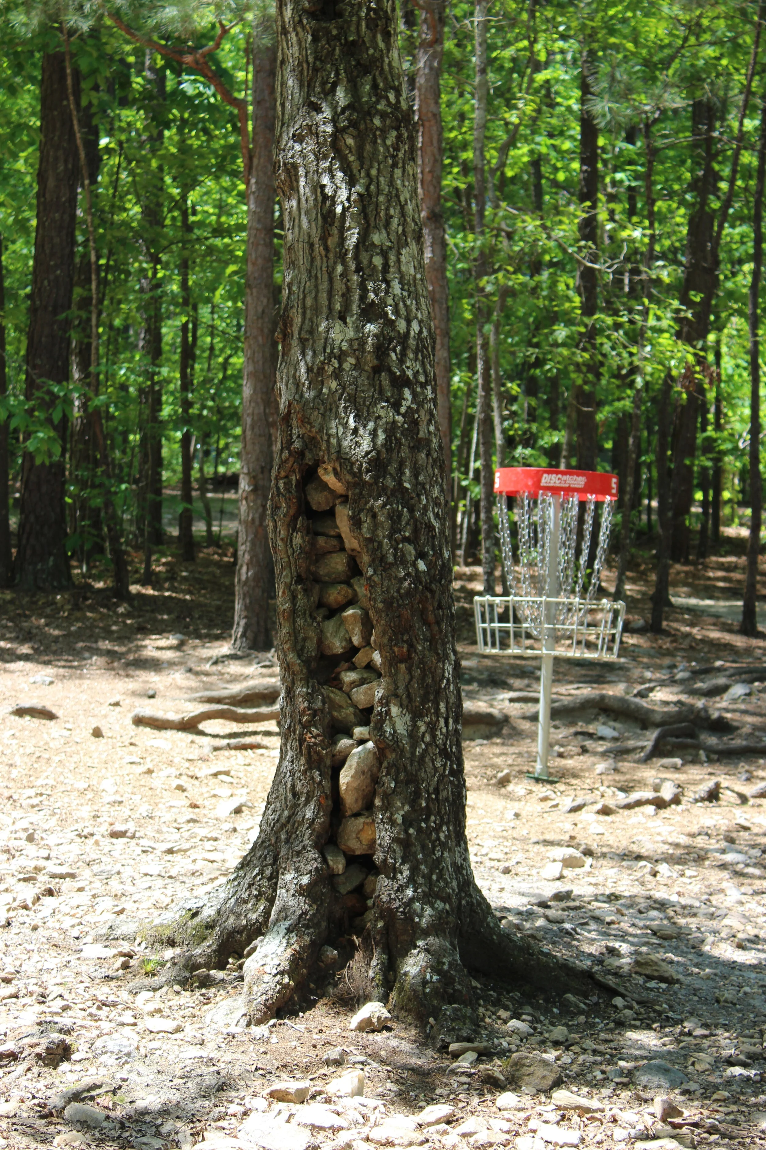 Kentwood Park Disc Golf Course