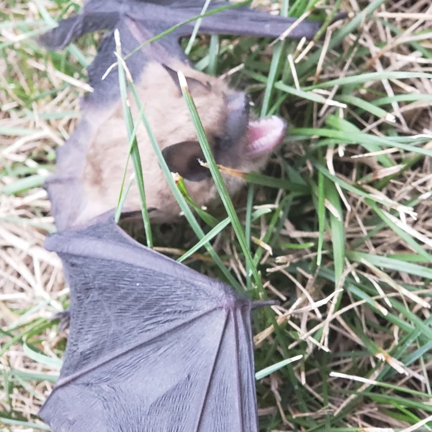 Our house is over 100 years old (circa 1900) and there are enough holes to let in bats. So we often have these lovely little visitors. We have graduated from putting coats on our heads and frantically trying to catch them as they dart for our heads t