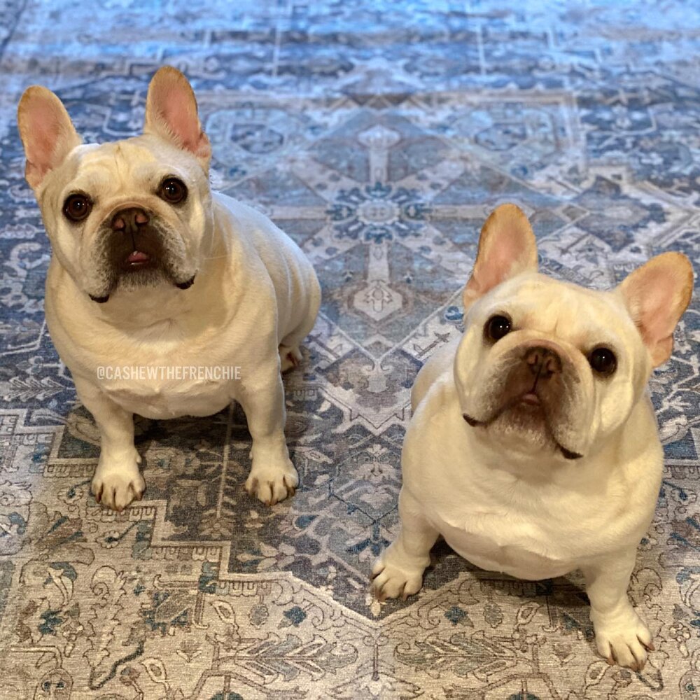 Cashew French Bulldog