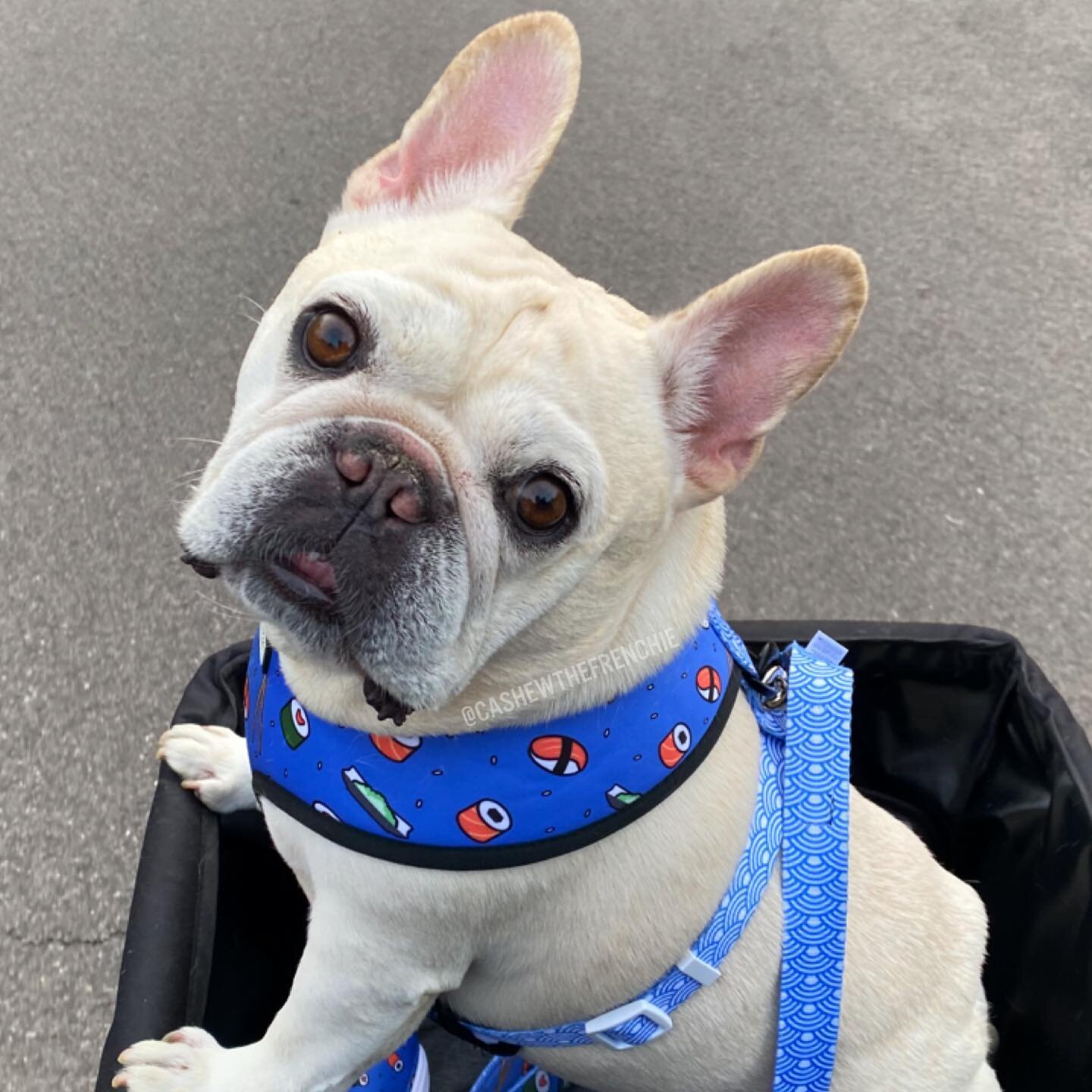 Sunday stroll w/ my squid lips peeking out. Great weather means we get to take &ldquo;the long loop&rdquo;, YEAH! The long loop is like the short loop, only longer... you know? 
&bull;
&bull;
&bull;
#instagood #instadog #instadaily #frenchiesofinstag
