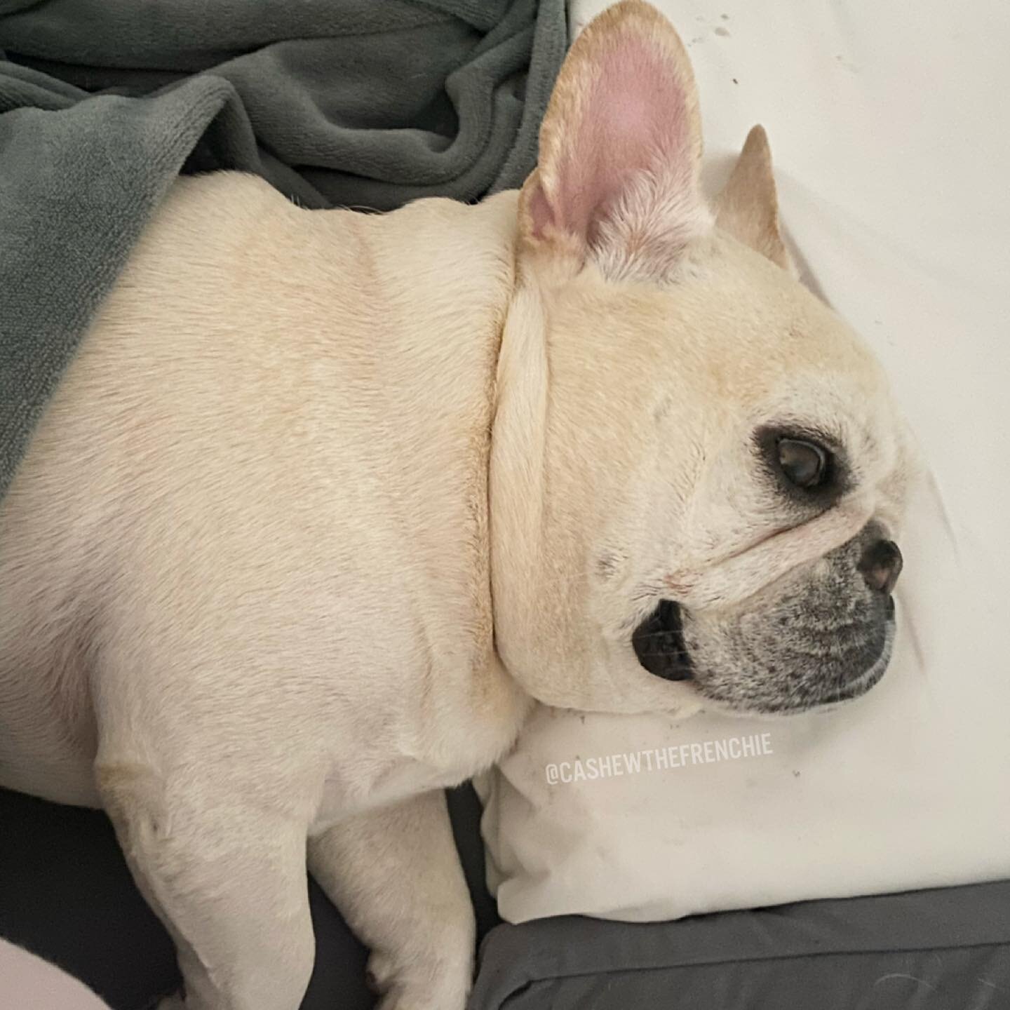 🌙 💤 A good night SNEEP is so impawtant! I use a @purple pillow every night (no, really... I stole Mom&rsquo;s so she had to get a new one) &amp; we all sneep as a family on the Purple mattress. 

(Yes, that&rsquo;s a squid yip mark on my pillow...s