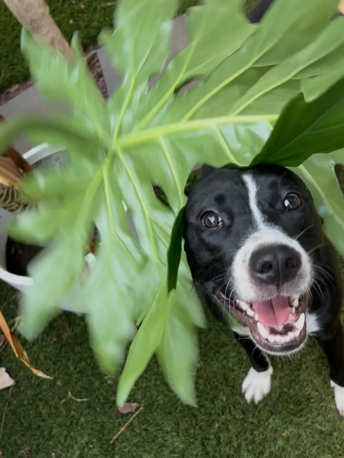 GOTCHA 🥰

Today is two years with my Poi boy, my opihi baby, my office manager! 

I&rsquo;m the luckiest in the world to have the sweetest, weirdest, funniest, most loving lil pup 💕

We love you Poi boy 💜💜💜