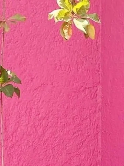 Part of a pink textured wall with a green and yellow variegated plant at the top and left edges.