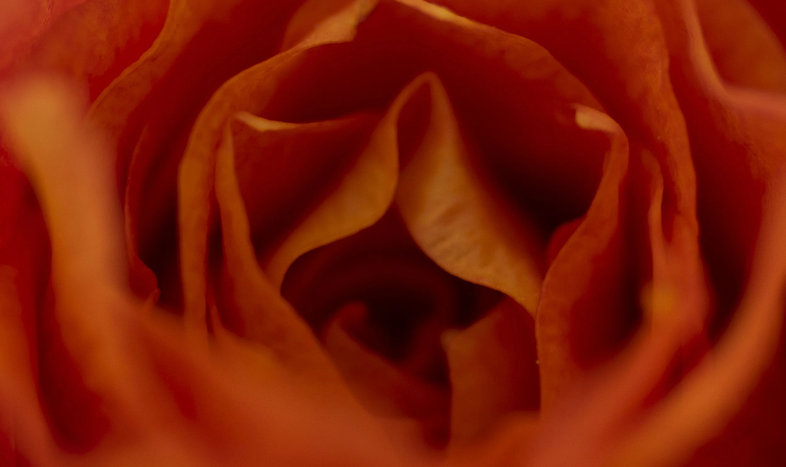 Soft petals