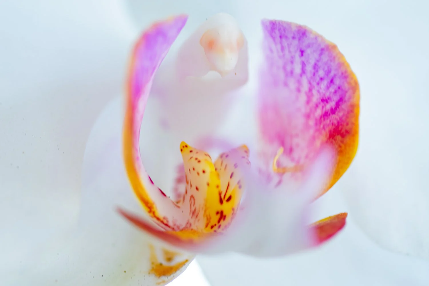 White faerie