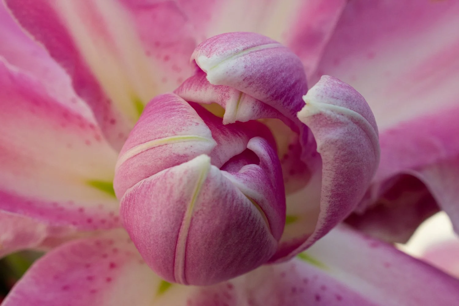 Love and femininity I
