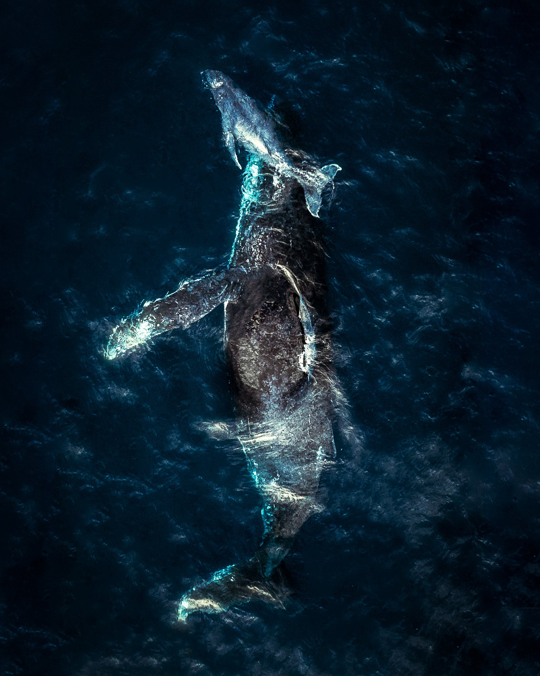 whale and calf.jpg