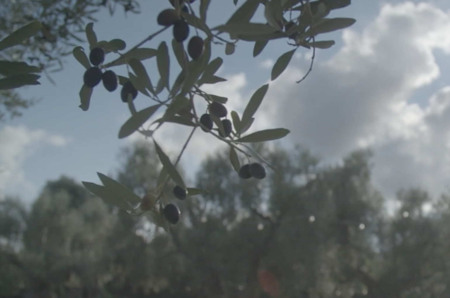 Olive tree branches with ripe olives against a cloudy sky background.
