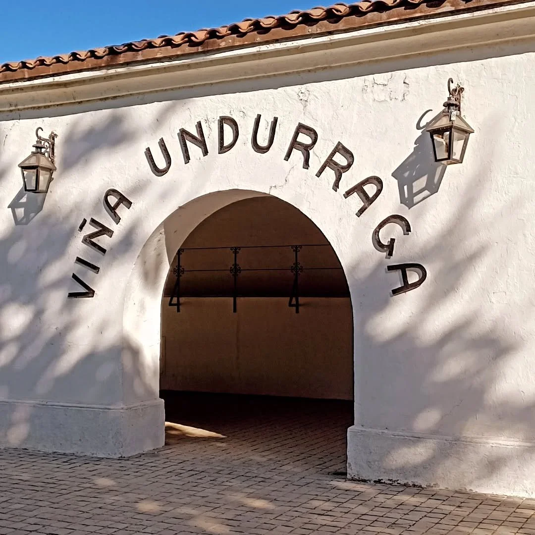 One of the oldest wineries in the Maipo Valley is Undurraga. Over 135 years old in fact. Petite Syrah vines are ready to be harvested and the sacrifice rose bush at intermittent starts signals when there might be a pest about in the vineyard before i