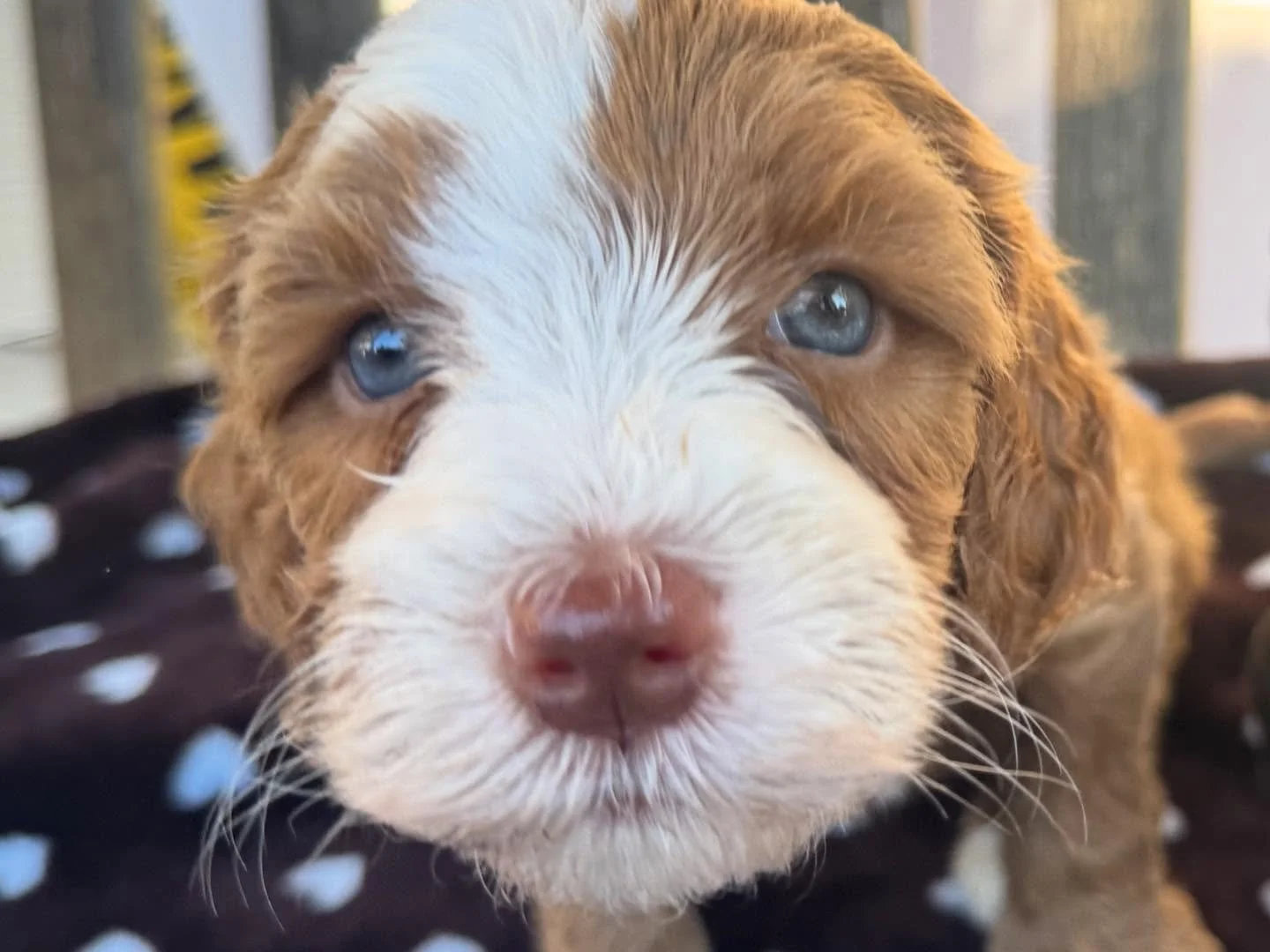 Just some pups getting outside for some sun ☀️ and front porch swinging! 
❤️A well socialized puppy is one who has been gently and positively exposed to the sights, sounds, people, animals, and experiences they’ll encounter throughout their liv