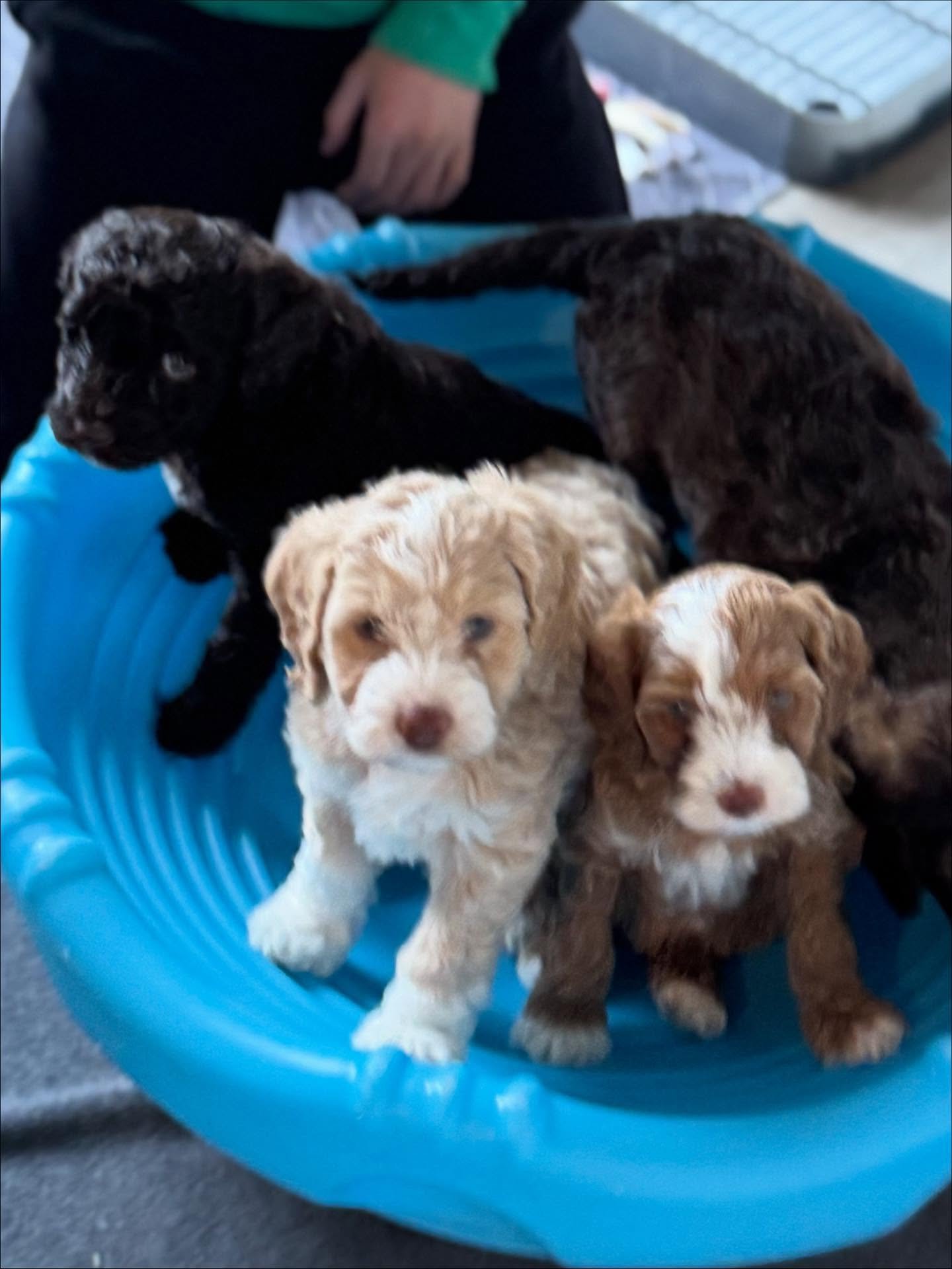 These dogs…they are perfect. My heart is so full when I hold them, love them, watch them grow and change. When they meet friends who gently hold them and care for them, they learn how to bond, be confident with making friends, and that humans