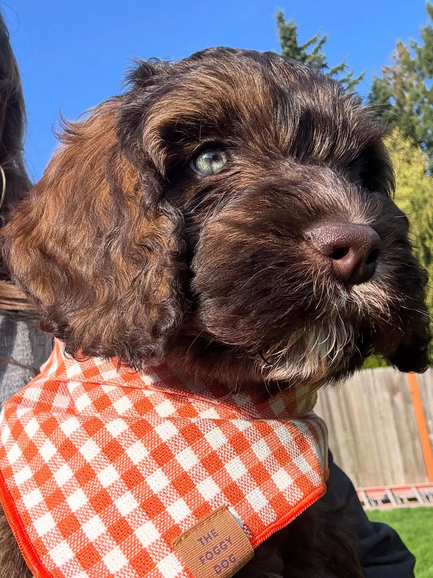 The Chemistry Class puppies are 7 weeks old and just paw-fect! 
🐾One puppy reservation available. Message me to learn more.