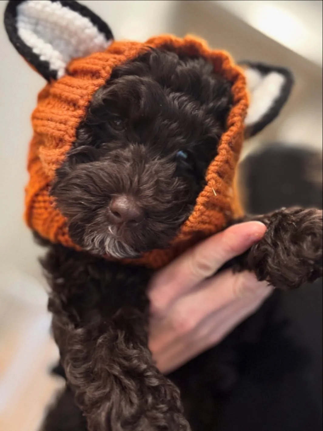 Happy Halloween!!🎃
❤️Baby Mercury, Chemistry Class litter