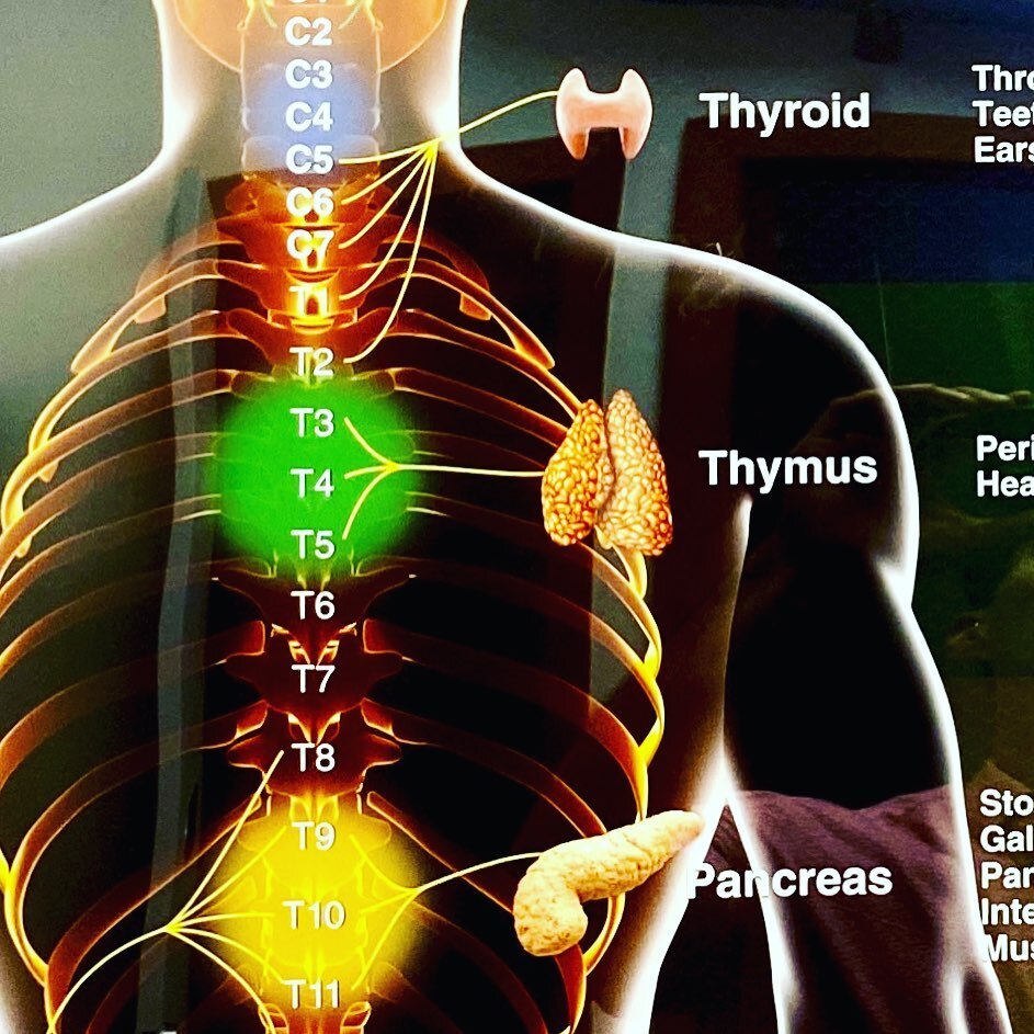 Think of your spine and nervous system as the communication system of life. Life force travels through nerve impulses coursing through the nerve roots that exit your spine. If the spine is out of alignment, it dims the signal going through the nerve 