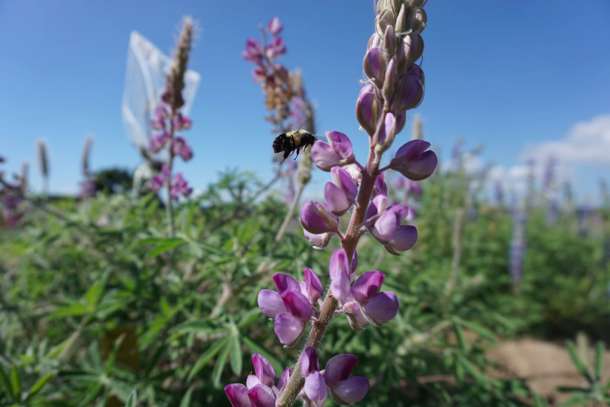 Developing New Crop Options for Profitability and Resiliency