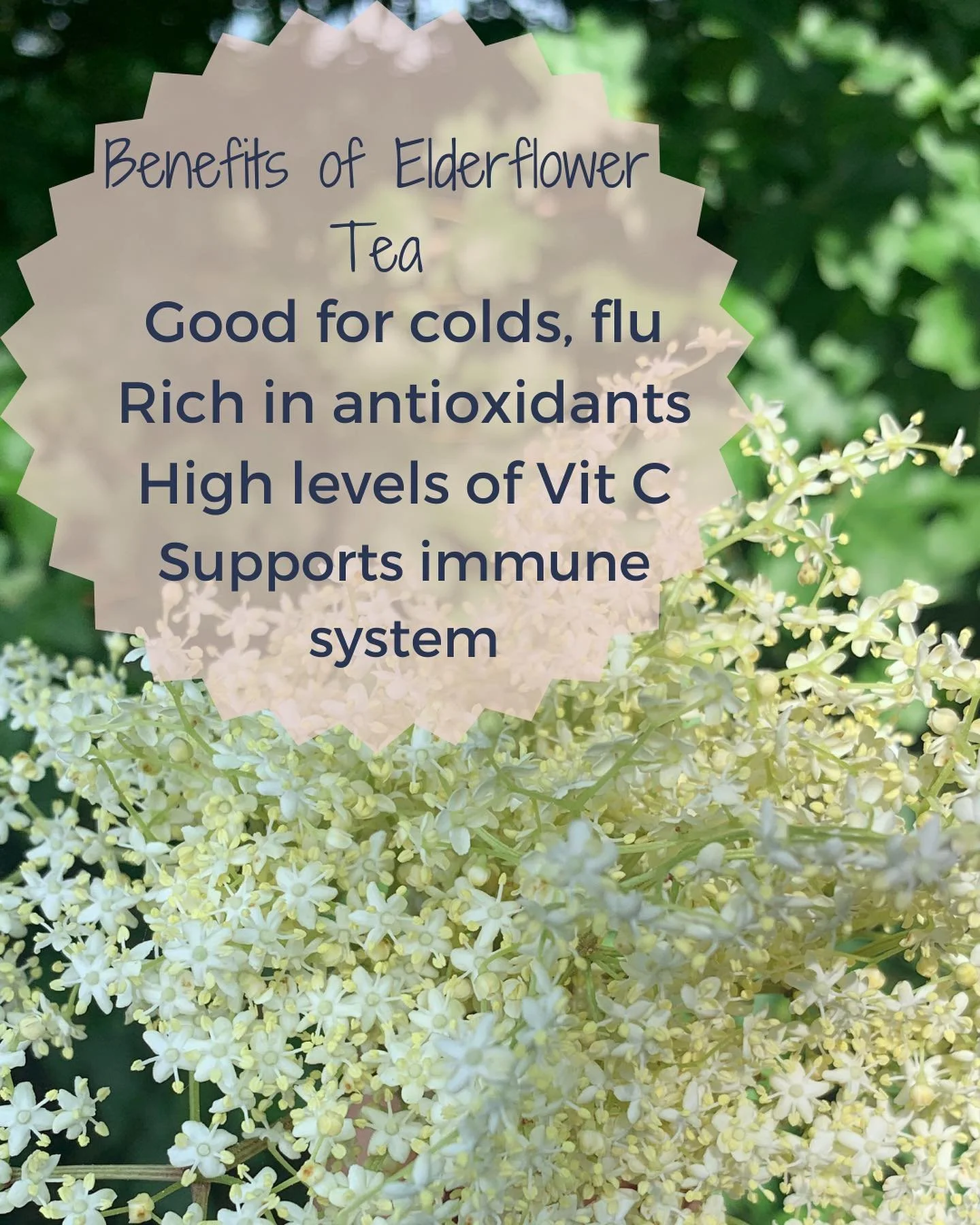 The benefits of fresh ELDERFLOWER + LEMON BALM TEA! #freshherbaltea