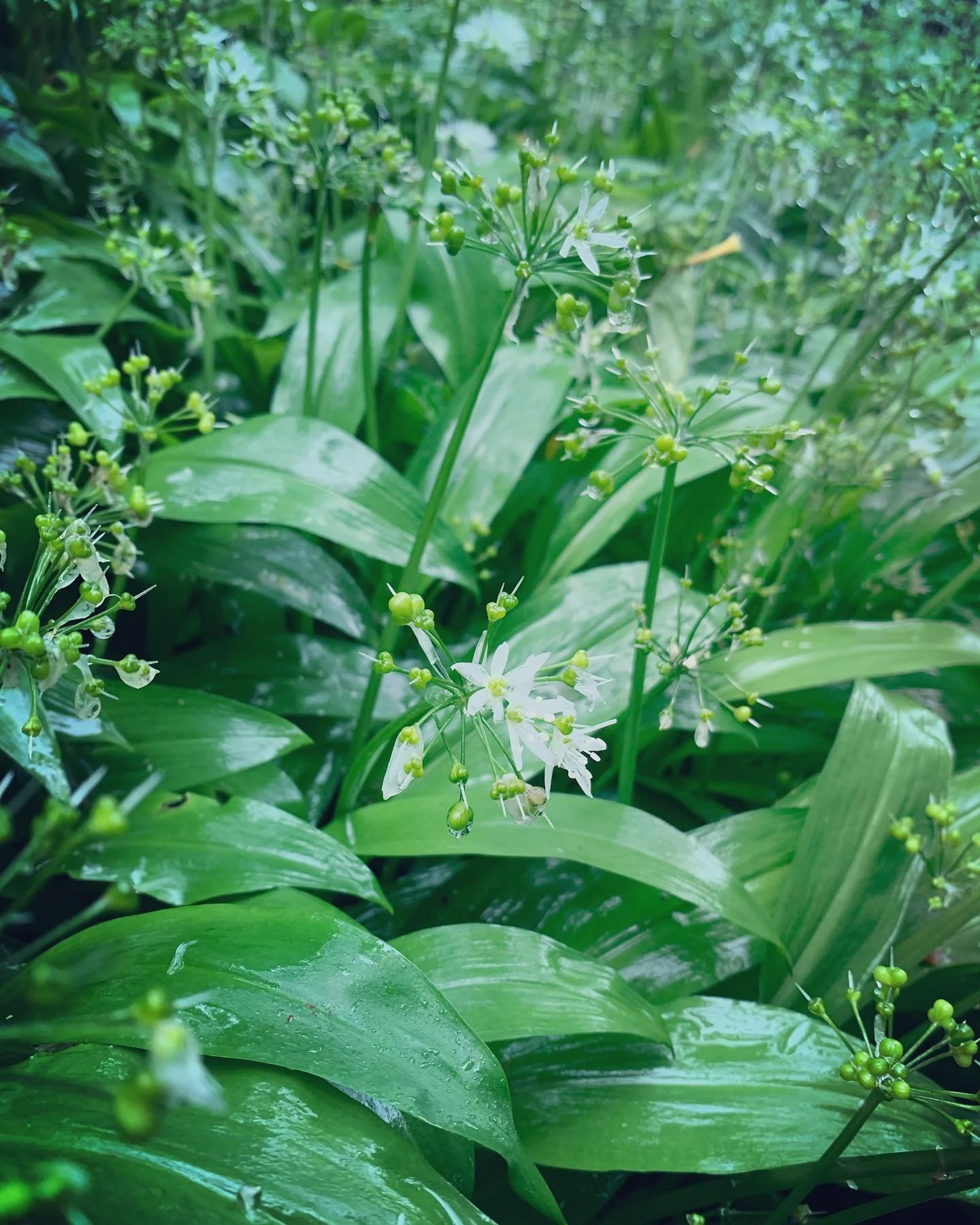 I N S P I R E D on holiday &hellip;. From wild garlic to a bowl of delicious homemade pesto with the only ingredients I had to hand in a rental cottage&hellip;. Lemon zest, lemon juice, olive oil, salt, pepper, walnuts, cashews &amp; pecans! Utterly 