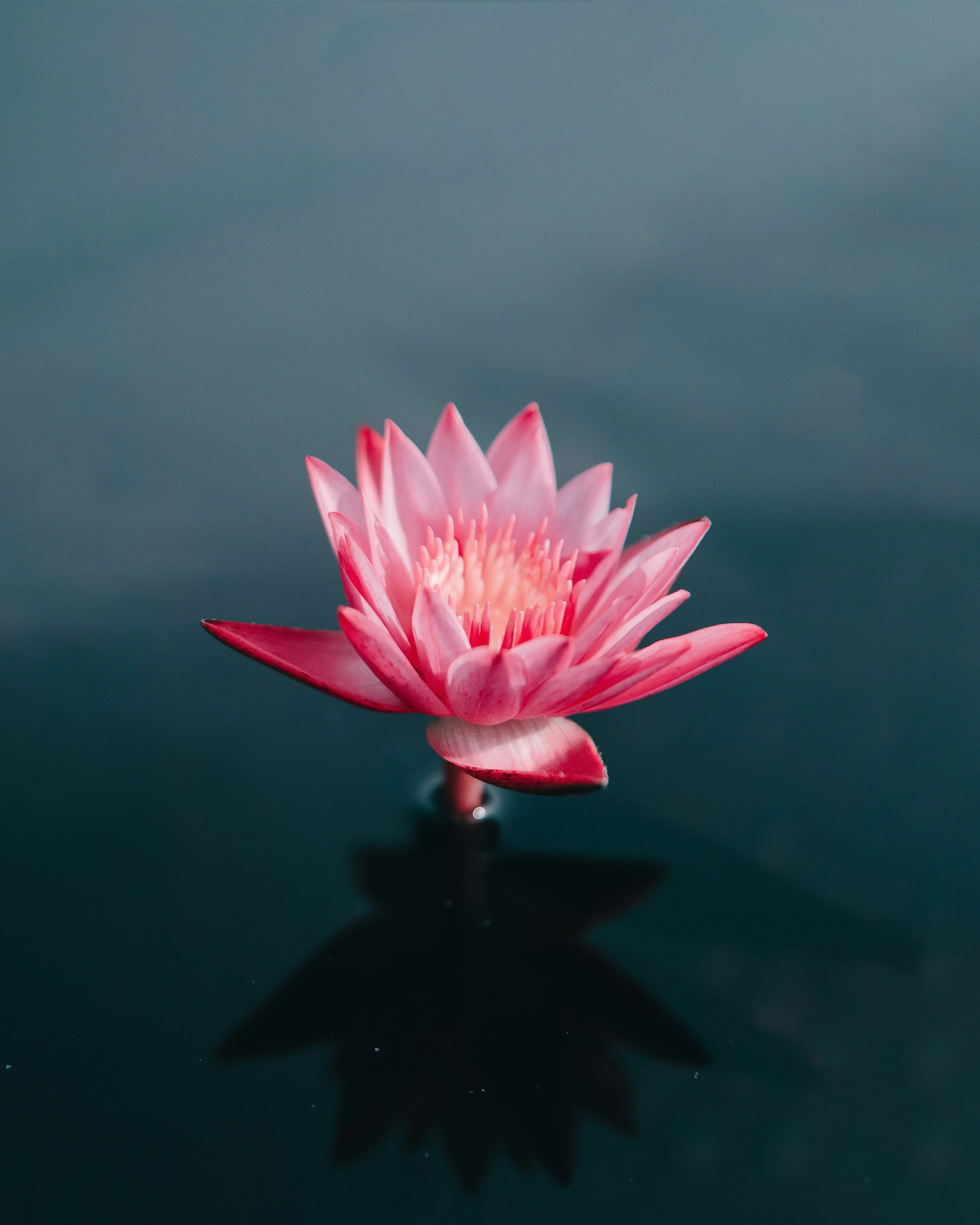 saffu-A7RzCegedb4-unsplash.jpg