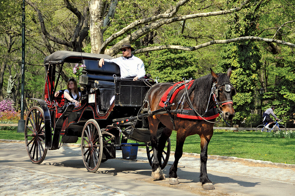 Экипажи водители. A horse and carriage ride in central park. Horse carriages parking. Водитель дальнобойщик. A horse and carriage ride in central park.