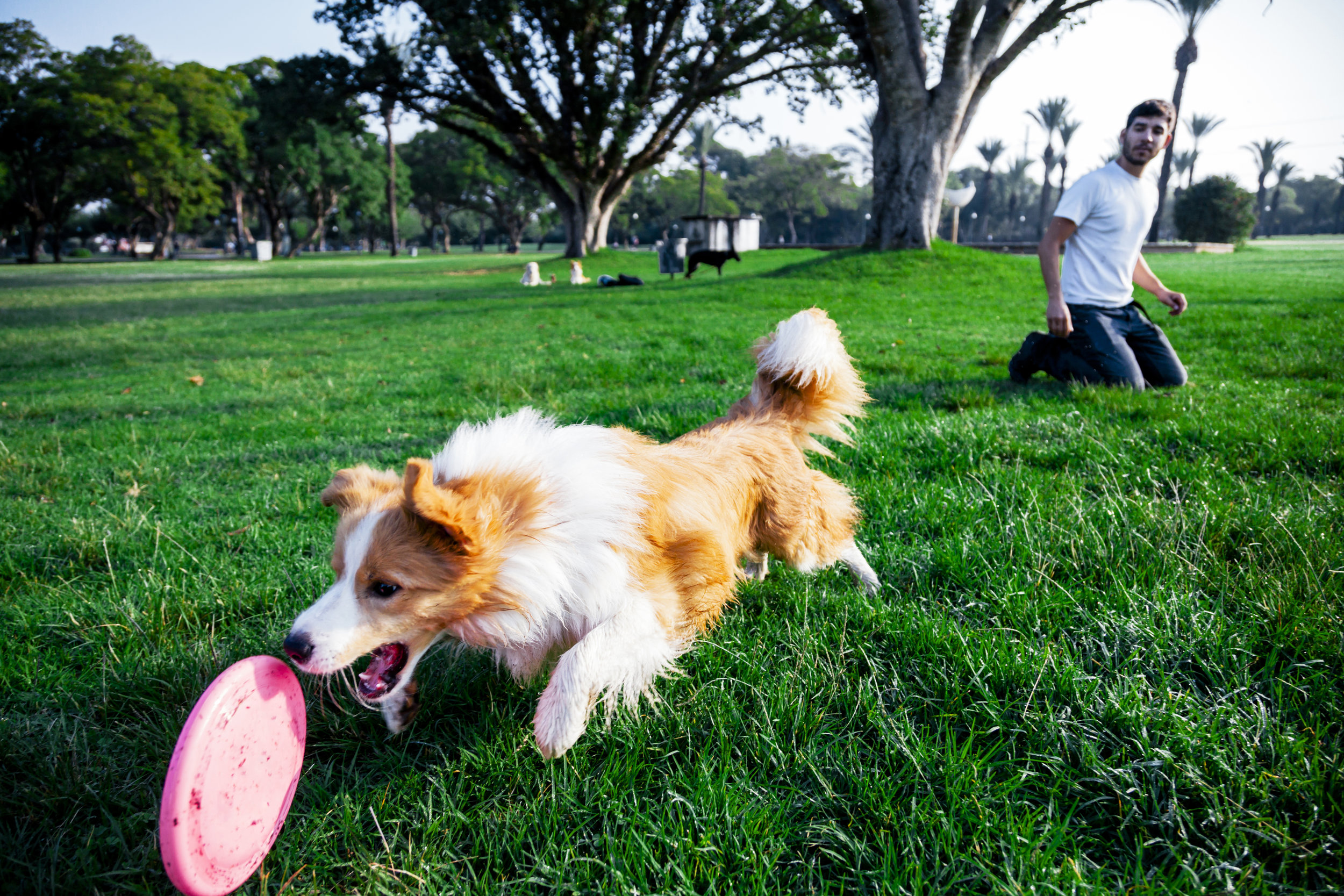 The dog likes the park. Золотистый ретривер в дог фризби. Золотистый ретривер фрисби. Бордер колли и золотой ретривер. Золотистый ретривер с фризби.