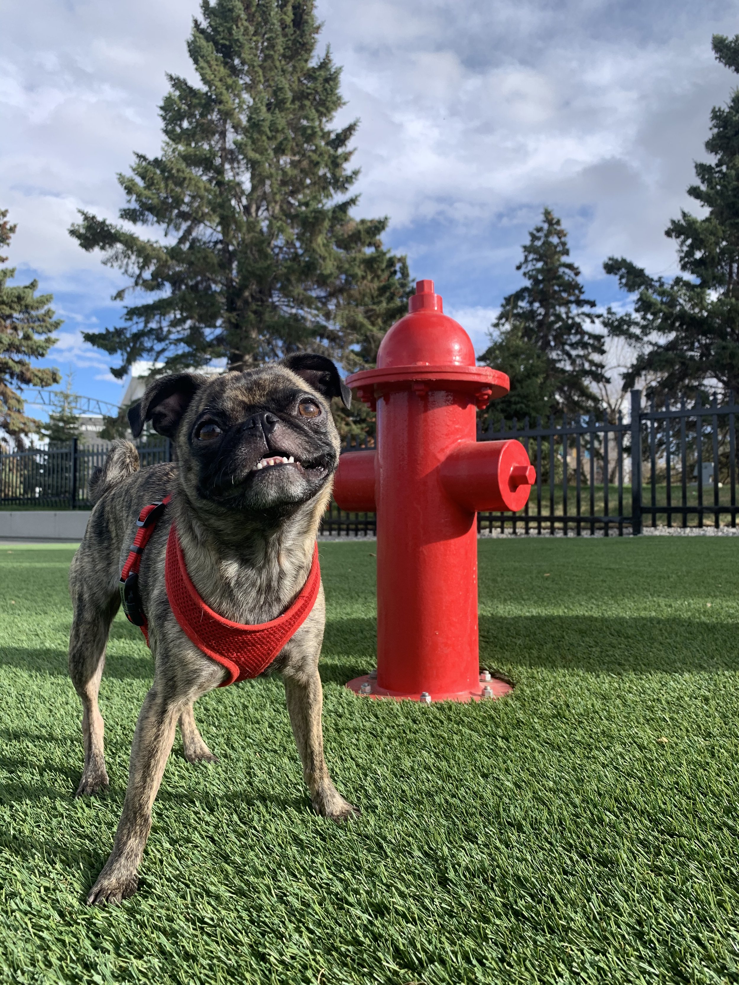 Pug with Fire Hydrant.jpg