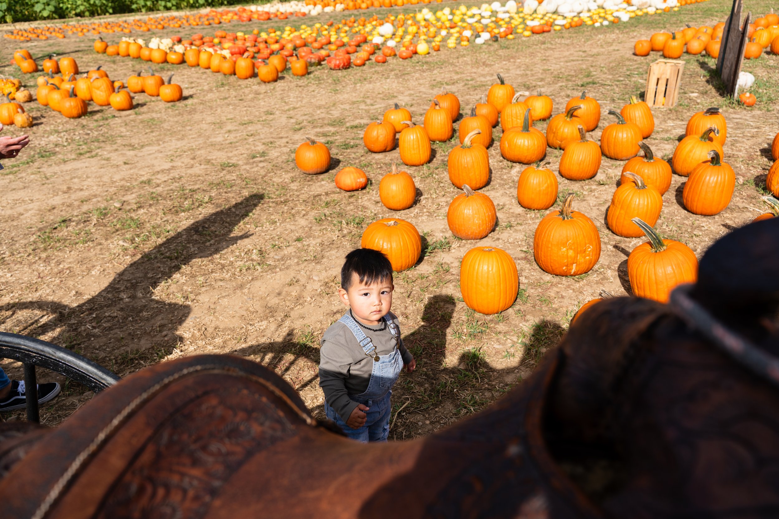 A young boy standing among rows of orange pumpkins at a pumpkin patch during daytime.