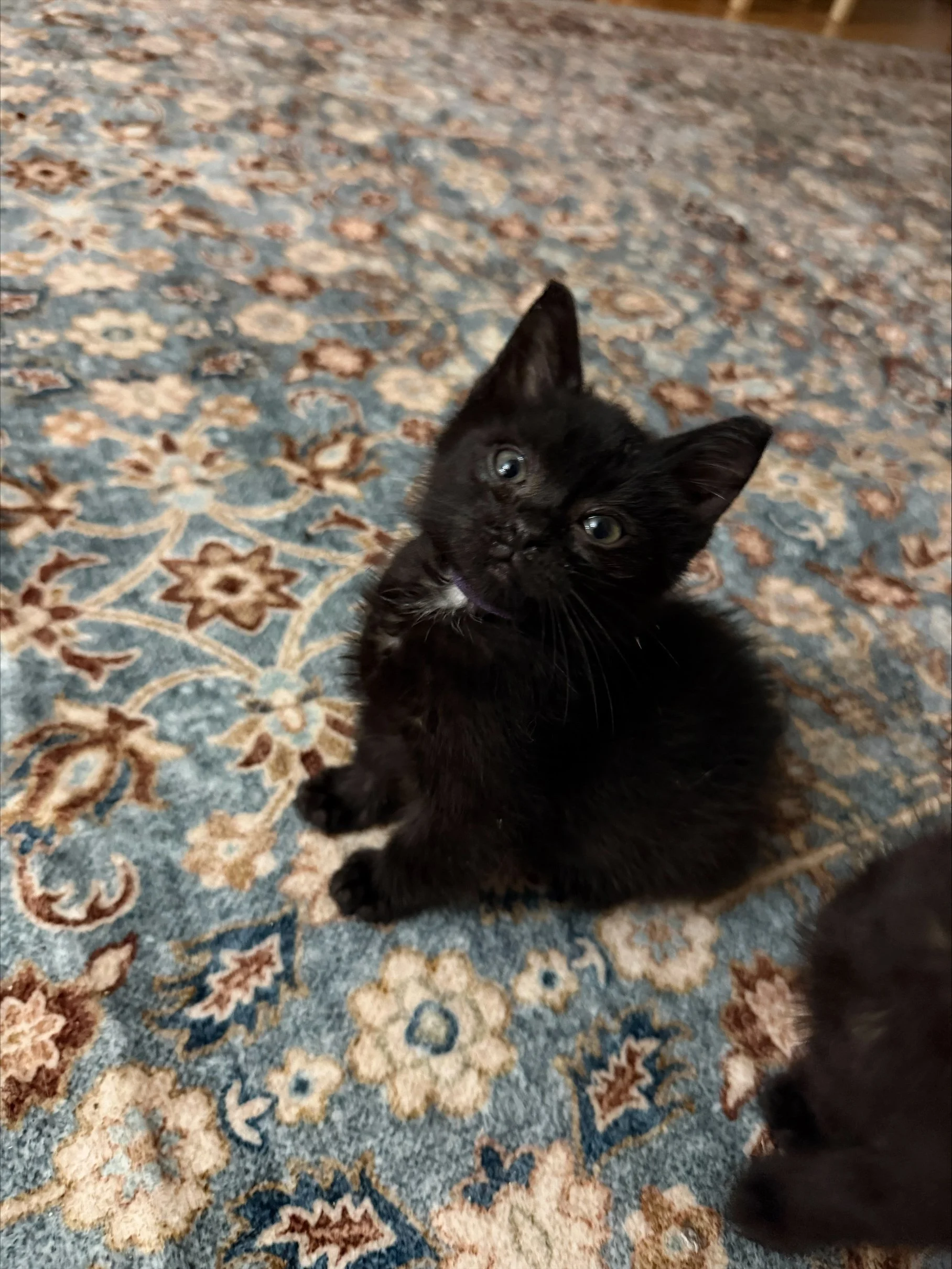 Zuko (1).jpeg
