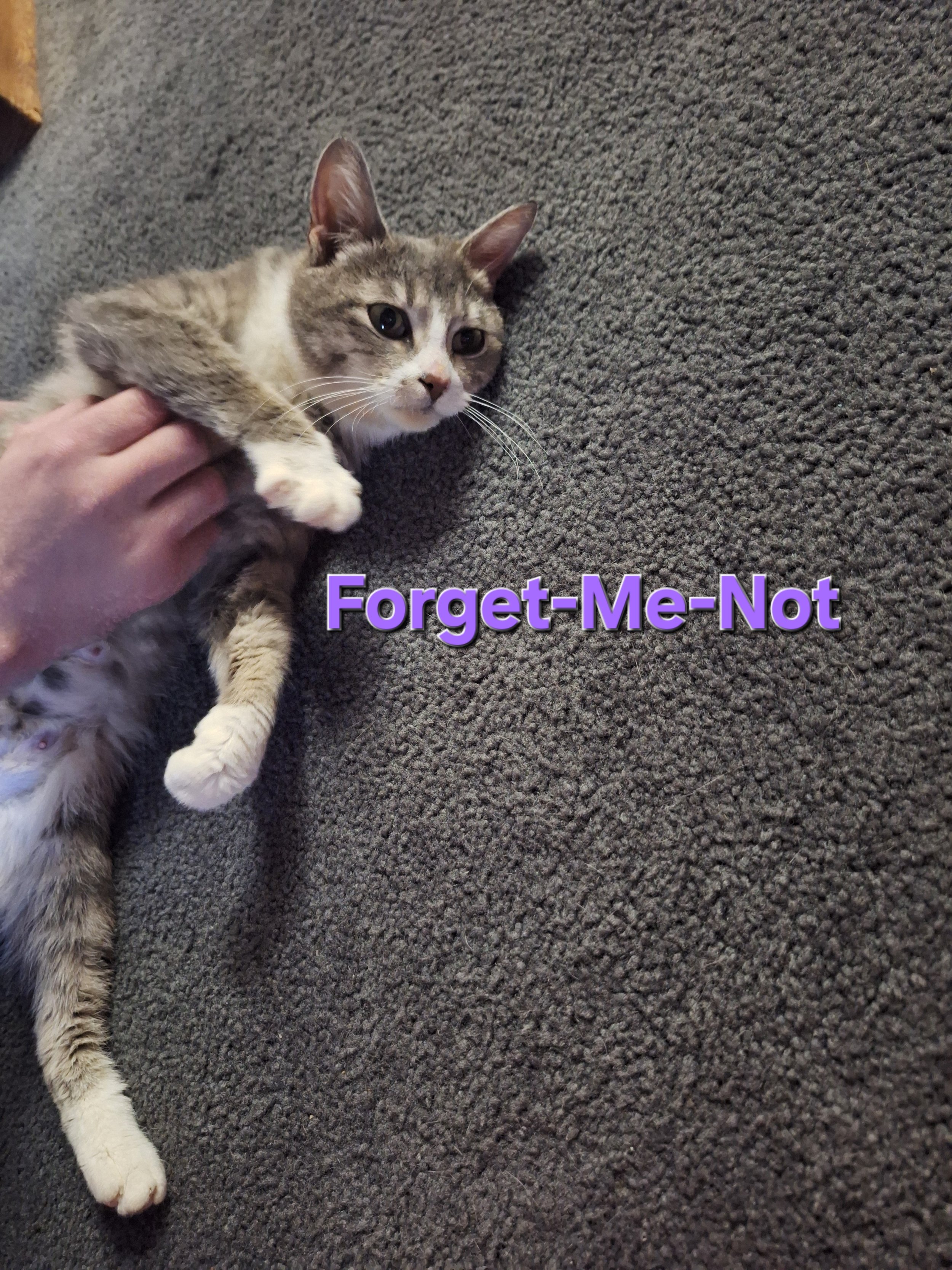 Forget-Me-Not 3.jpg