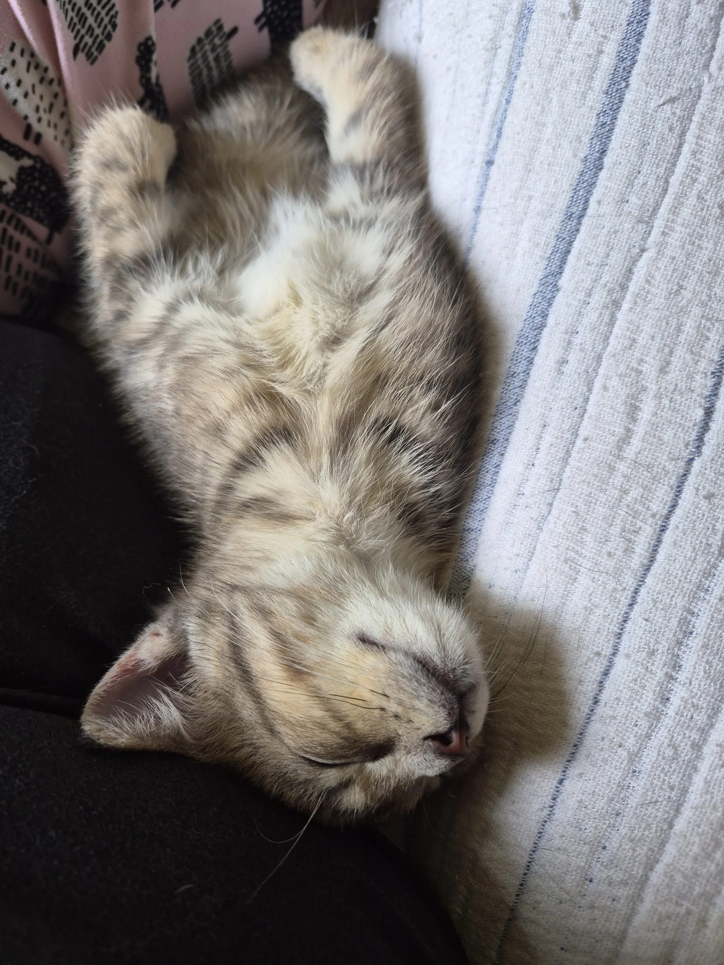 Ozzie (2).jpg