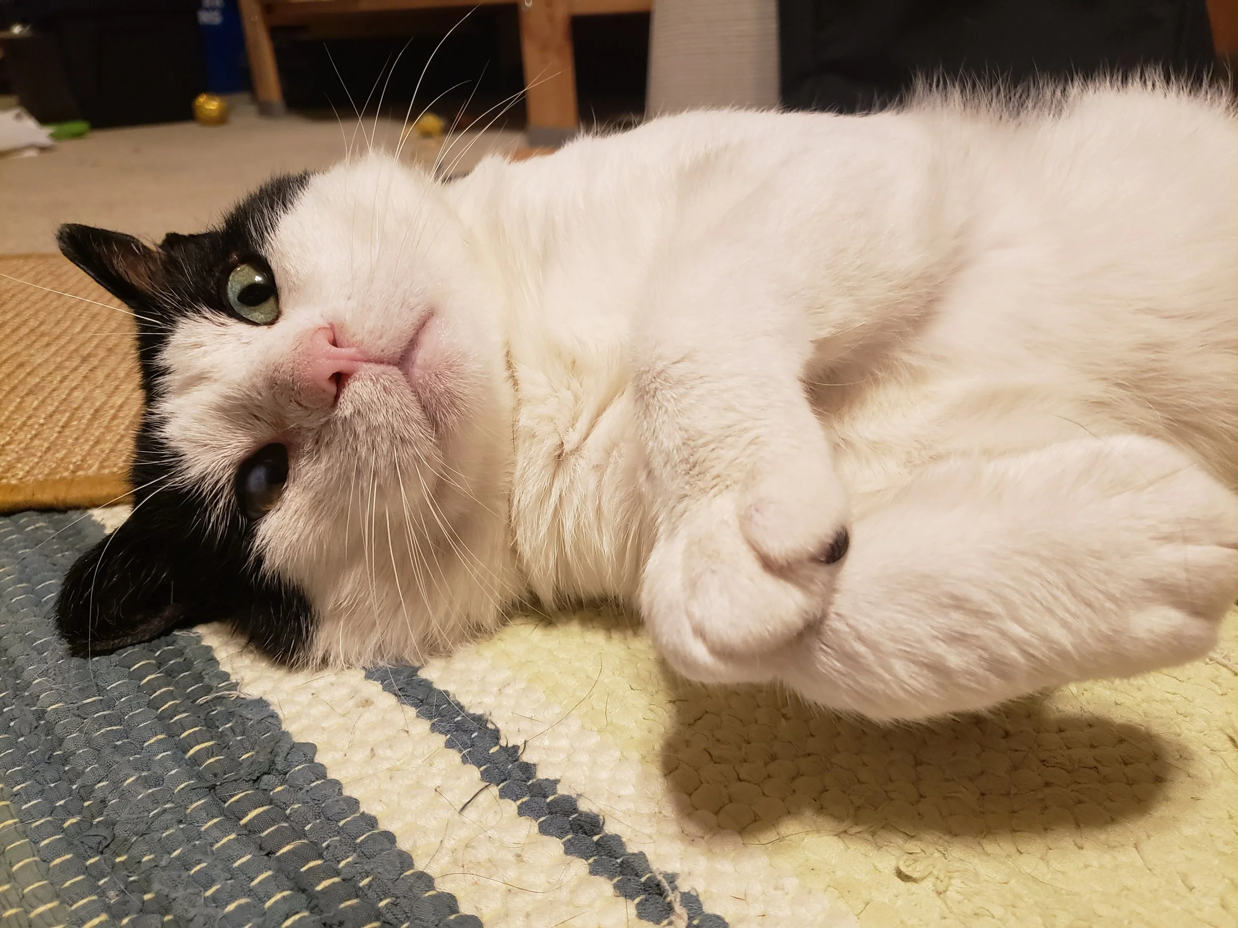 Diggory 5.jpg