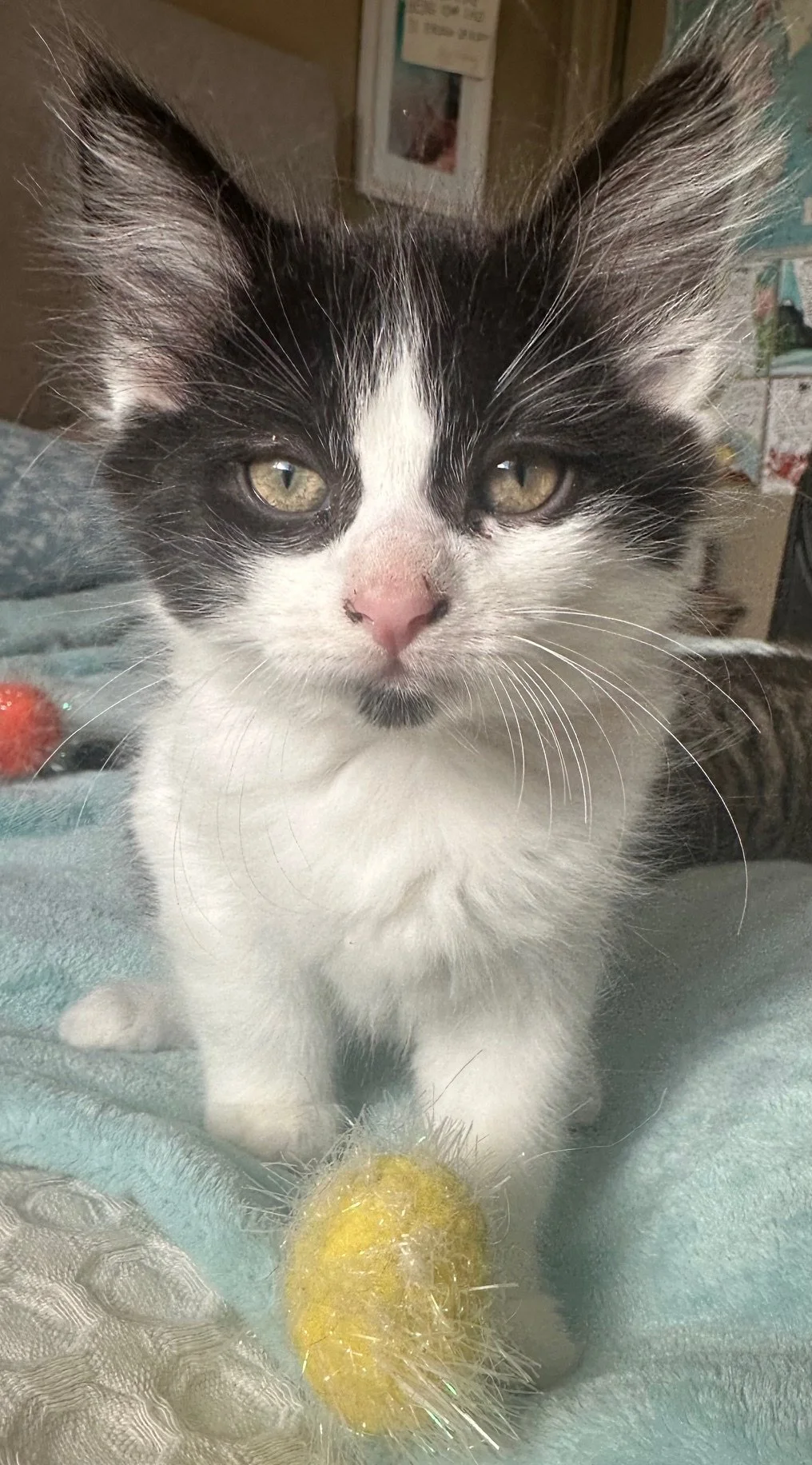 Ink Cap (pending adoption)