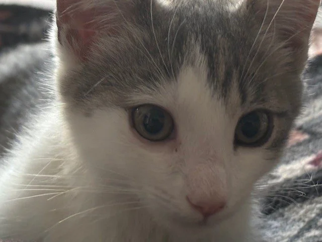 Gigi3.jpg
