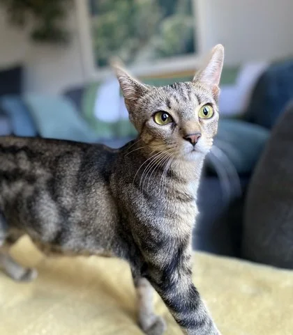 Cinnamon