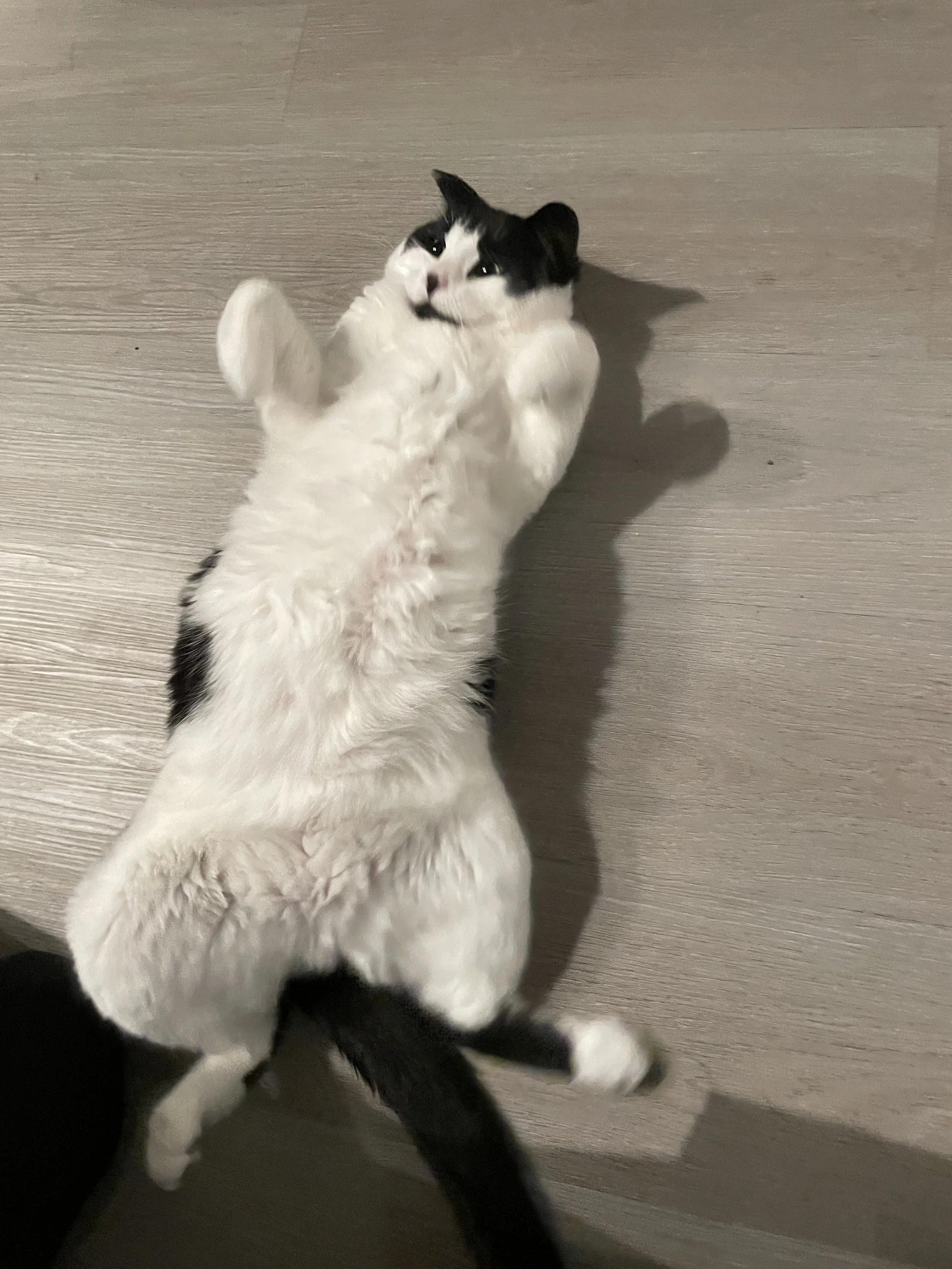 Ralphie4.jpeg