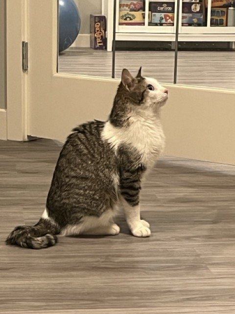 Gracie3.jpeg