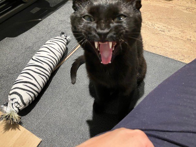 Yorick_yawning.jpg