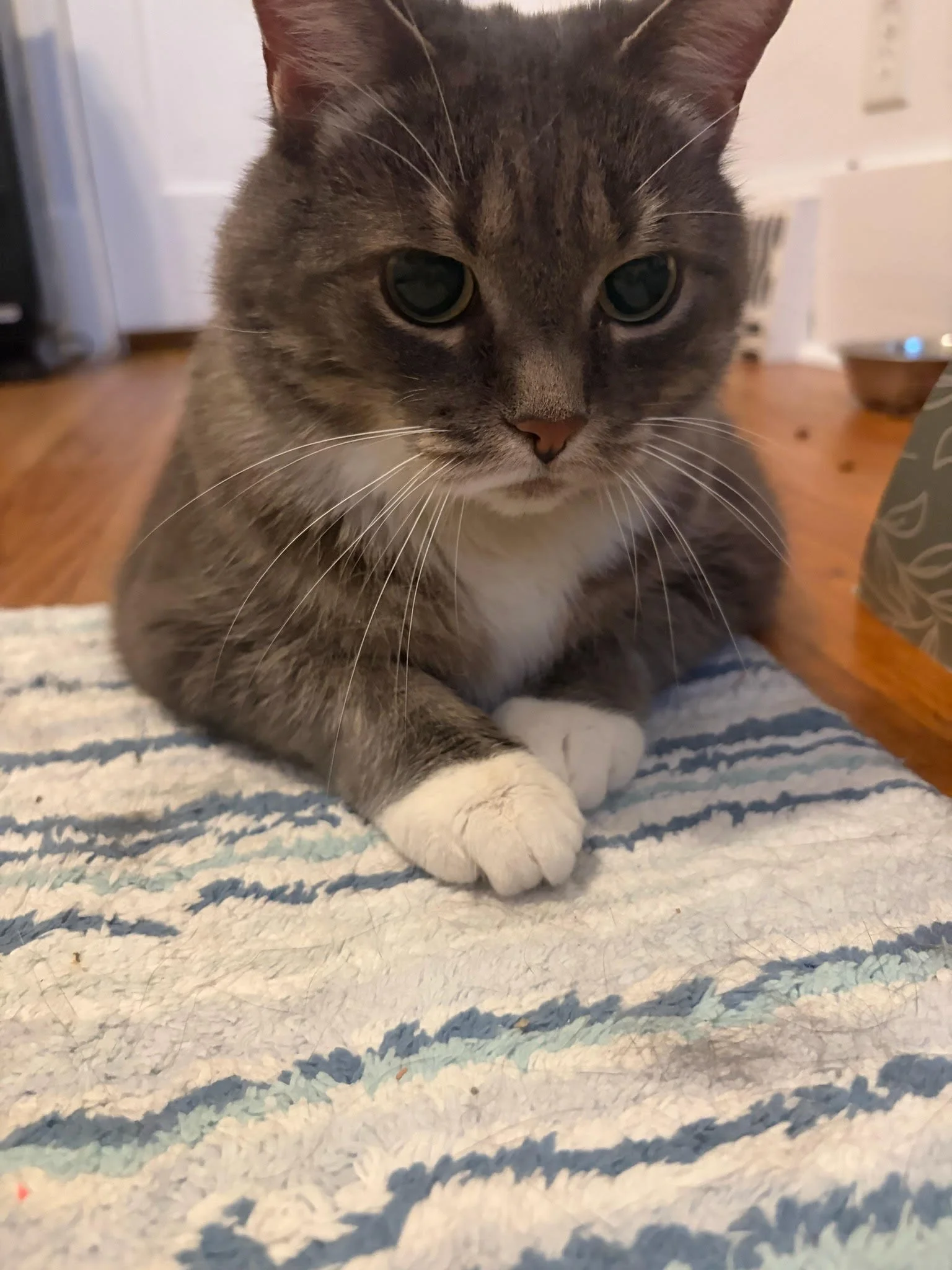 Vladdy-Boo5.jpg