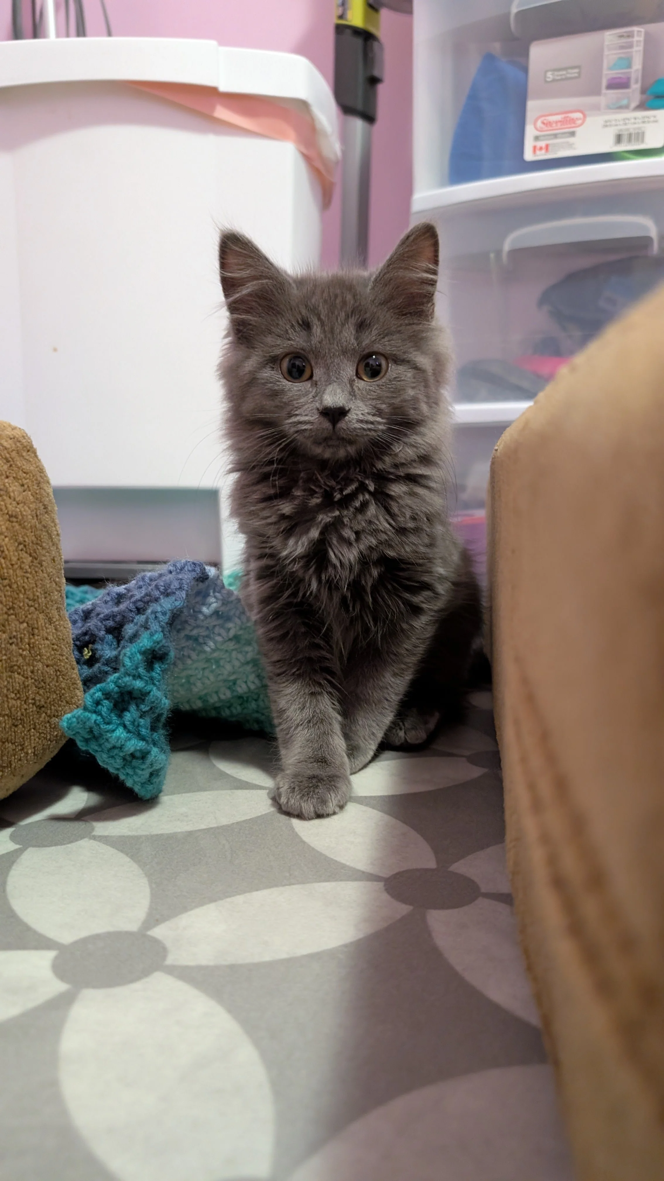 Iris (applications closed)