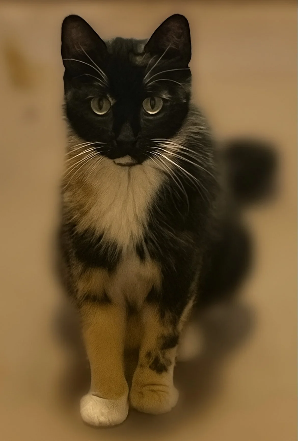 Alice (3).jpeg