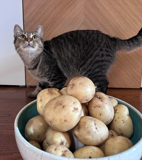 Yukongoldpotato5.jpeg