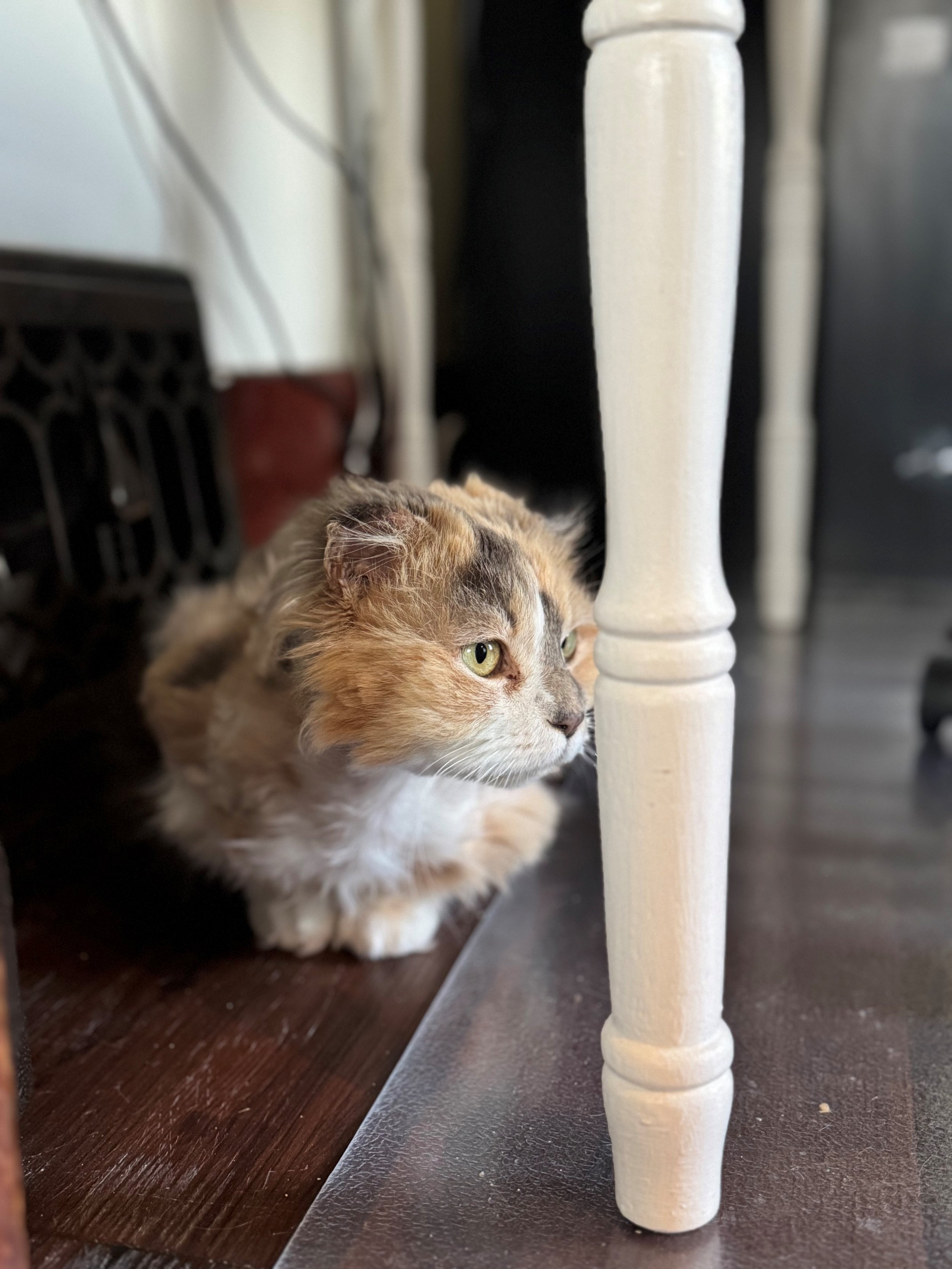Oriana 5.jpg