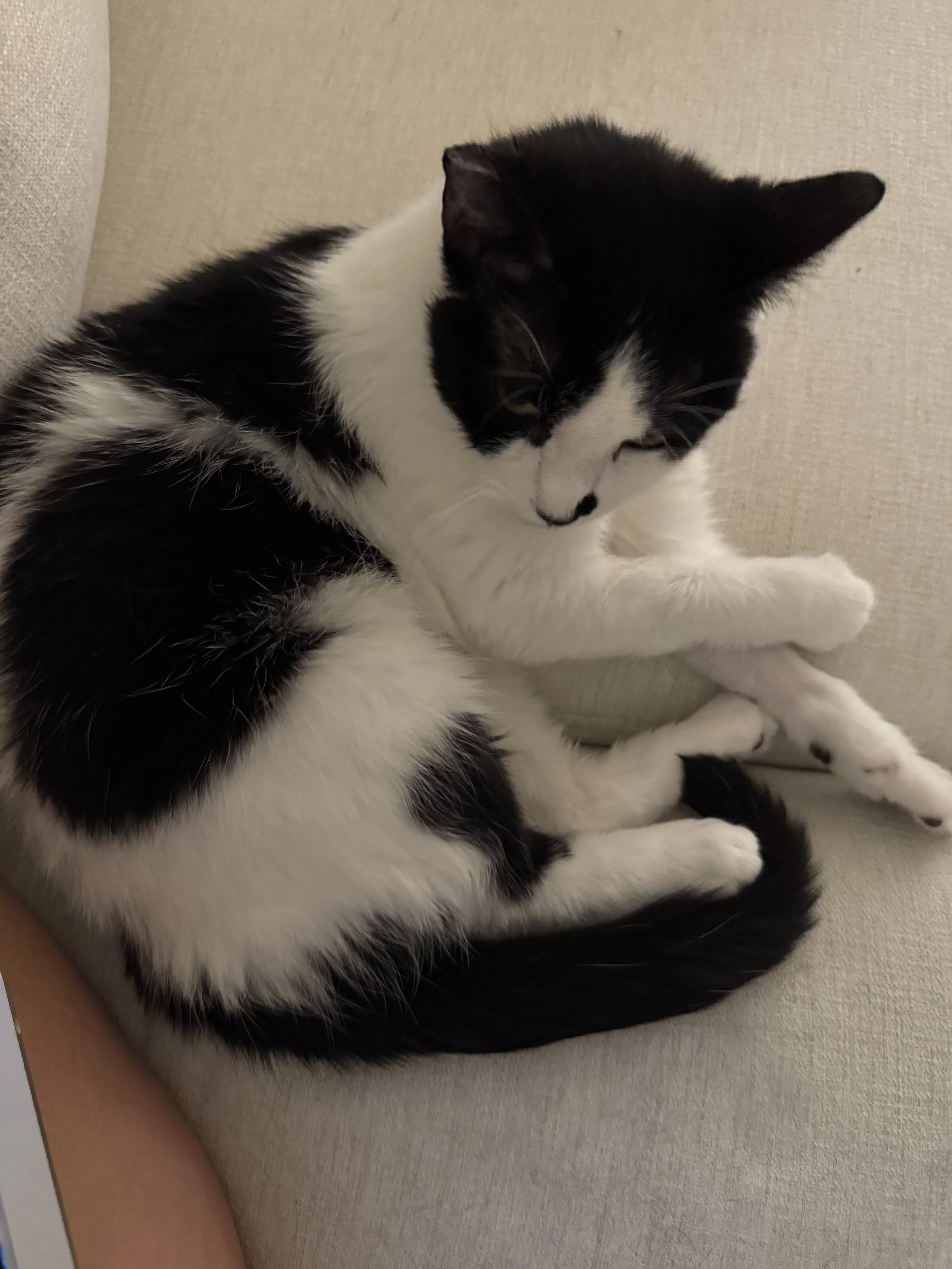 Delolly Purrton1.jpeg