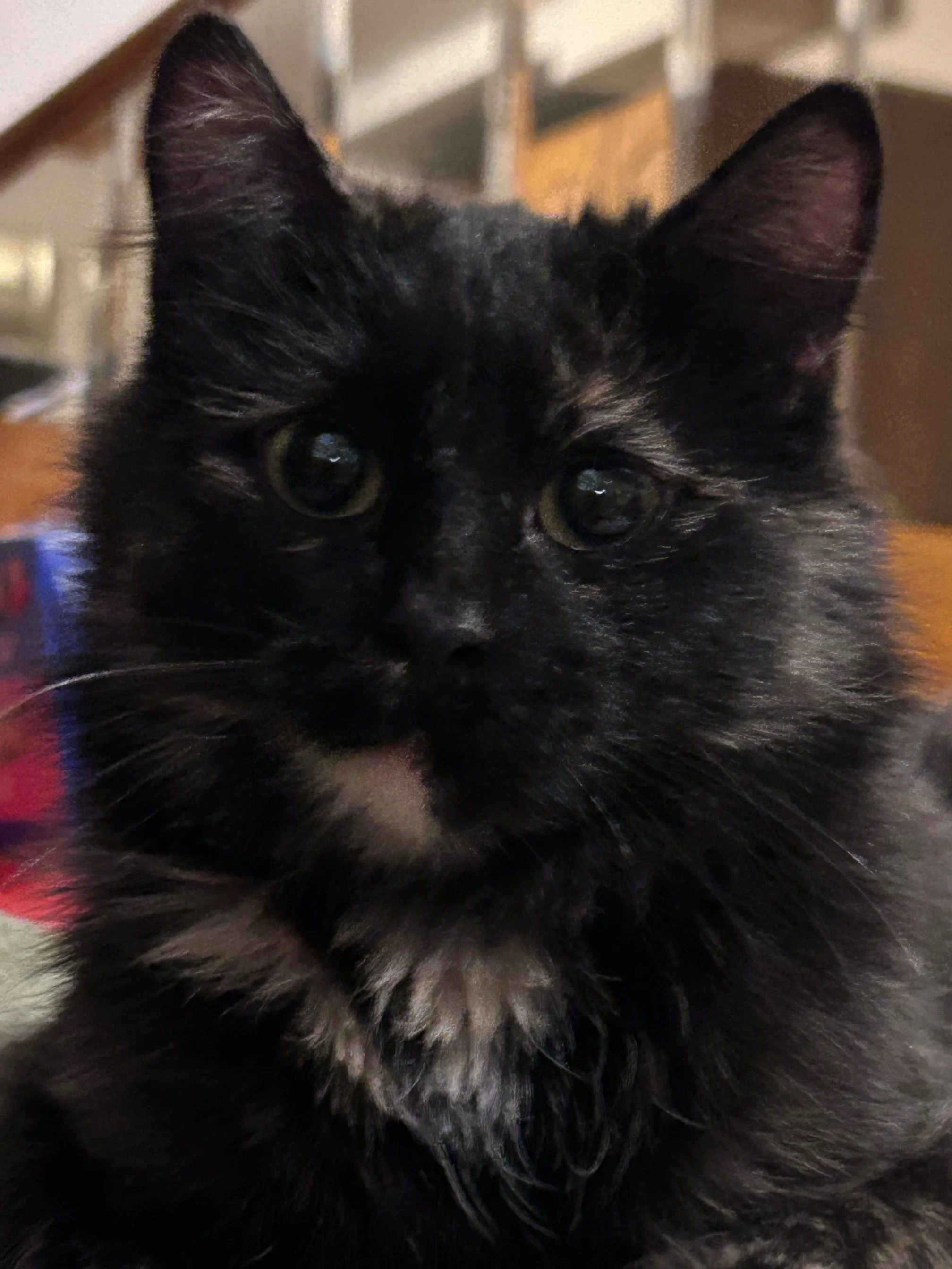 yzma3.jpg