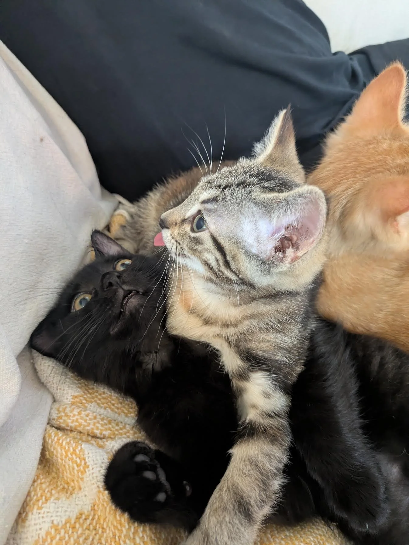 Hurray Does Grooming 1.jpg