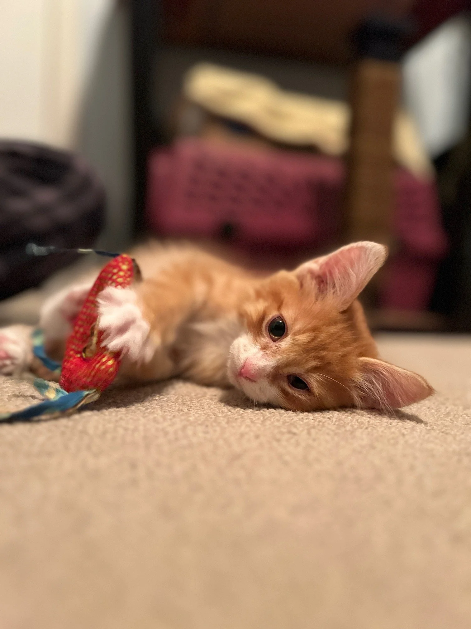 Will Purr-ner Turner.jpg