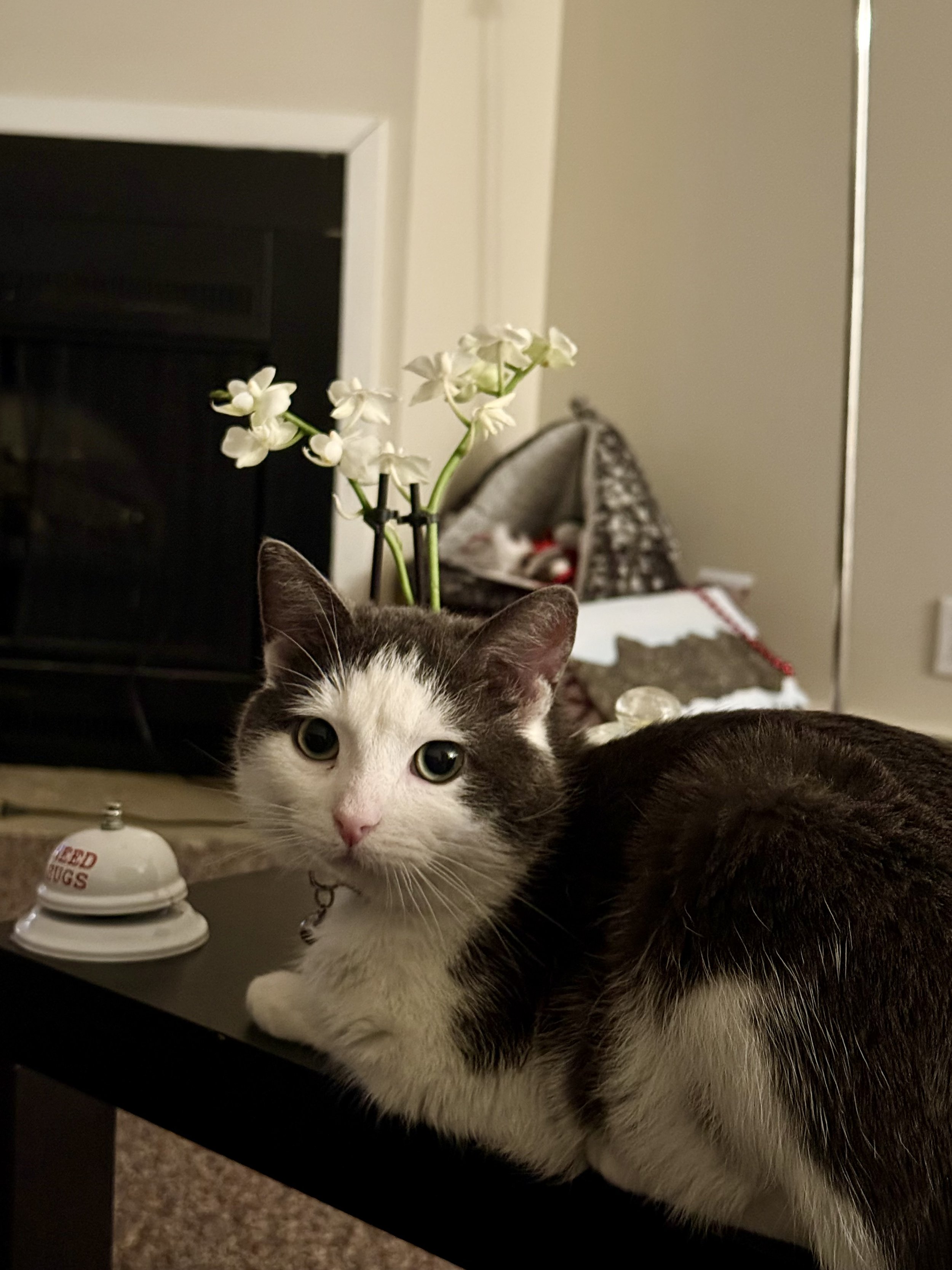 QT pie on table.jpeg