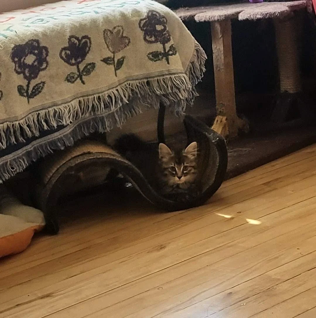 xsfloof.jpg